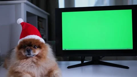 Funny Spitz in santa hat sits in front open laptop. with green screen. Stock Footage 255993570