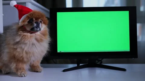 Funny Spitz in santa hat sits in front open laptop. with green screen. Stock Footage 255993573