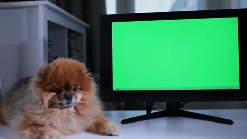 Funny Spitz sits in front open laptop. with green screen. Stock Footage 255993566