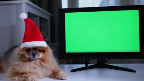 Funny Spitz sits in santa hat in front open laptop. with green screen. Stock Footage 255993569
