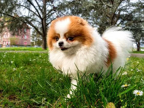 A funny spitz, a tiny dog. Stock Photos