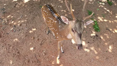Funny spotted deer Stock Footage 95836166