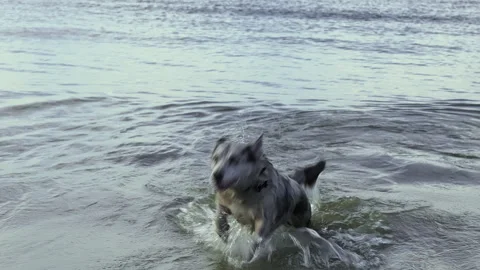 A funny, spotted, non-breed dog swims in the sea, in big waves. Slow motion. Stock Footage 268432183