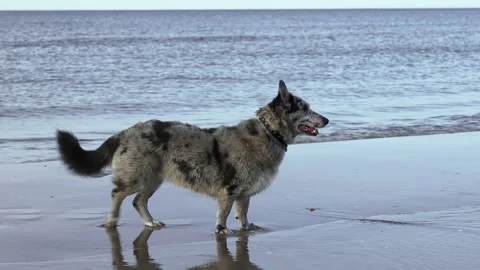 A funny, spotted, non-breed dog on a sunny day at the seaside.Slow motion 50fps Video stock 269772015