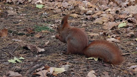 Funny Squirrel in the Autumn Forest Looking for Nuts. 4K Ultra HD Stock Footage 81928645