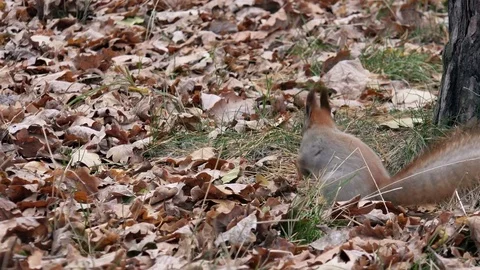 Funny Squirrel in the Autumn Park Looking for Nuts. 4K Ultra HD Stock Footage 81928104
