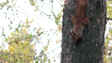 Funny Squirrel in the Autumn Park Looking for Nuts. 4K Ultra HD Stock Footage 81984451