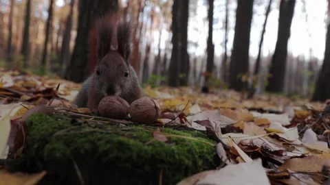 Funny squirrel chooses a nut close-up Video stock 225705898