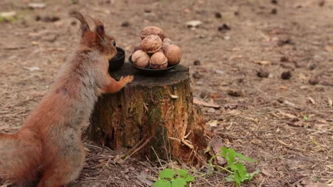 The funny squirrel drinks water from a small cup, then chooses a walnut. Stock Footage 153840599
