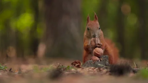 Funny squirrel dropped a nut macro shot. Stock Footage 139090500
