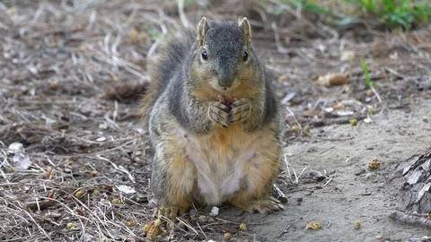 Funny squirrel eating in forest, nature in 4k  Video stock 107650098