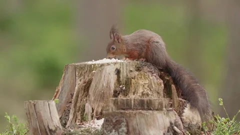 Funny Squirrel Eating on a Stub of a Tree Stock Footage 108406161