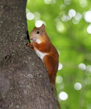 Funny squirrel eats a nut Stock Photos