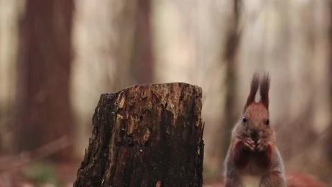 A funny squirrel eats a walnut from a stump in the forest Stock Footage 232673786