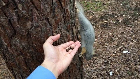 Funny Squirrel feed by hand Stock Footage 125730212