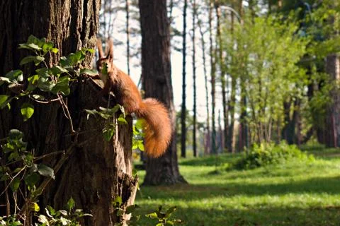 Funny squirrel with fluffy tail on a tree Stock Photos
