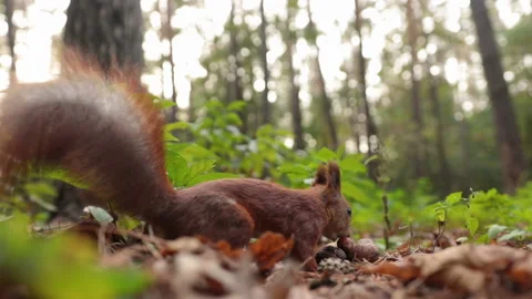 Funny squirrel in the forest Vídeos de archivo 143438180