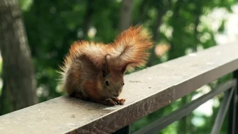 Funny squirrel in the forest. Paws of a squirrel. Red squirrel Stock Footage 194537903