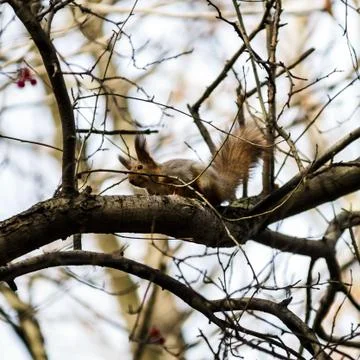 Funny squirrel in the forest Stock Photos