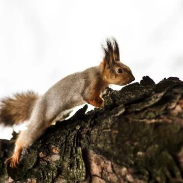 Funny squirrel in the forest Stock-Fotos
