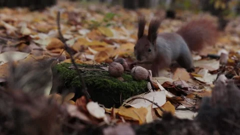 Funny squirrel in the forest takes a walnut Stock Footage 225705864
