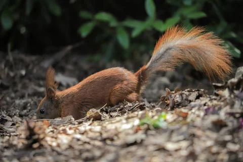 Funny squirrel on the ground Фото