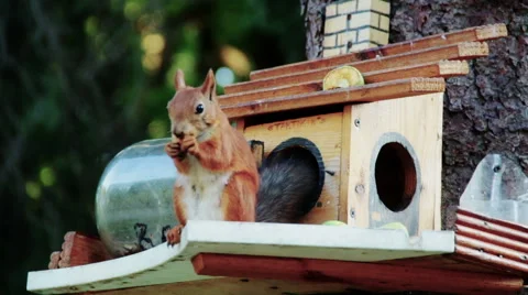 Funny squirrel guards his own house Stock-Footage 48137950