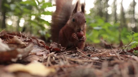 Funny squirrel with hazelnut Stock Footage 143438188