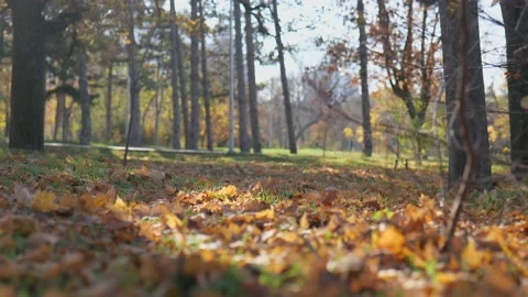 Funny squirrel hides in the autumn foliage in the park. slow motion. 4k video Stock Footage 221435395