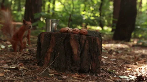 Funny squirrel jumps on a stump and chooses a nut Video stock 197018429