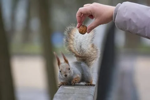 Funny squirrel lloks at the walnut in the human hand. Stock Photos