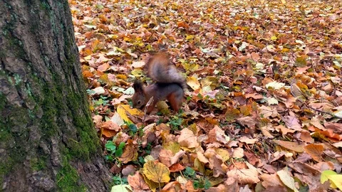 Funny squirrel looking for acorns Video stock 118044993