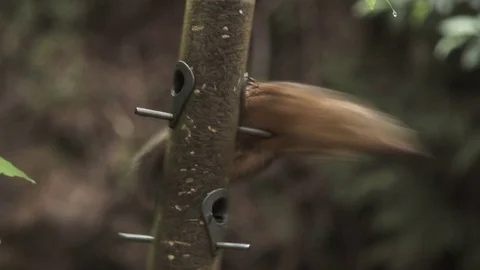 Funny Squirrel Loses His Grip Stock Footage 76878030