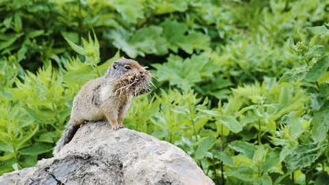 Funny Squirrel with Mouth Full 스톡 동영상 129790758