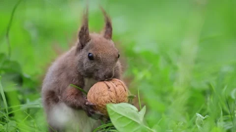 Funny squirrel munching on a large walnut in the summer, captured in stunning Stock Footage 304619318