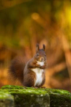 Funny squirrel Stock Photos