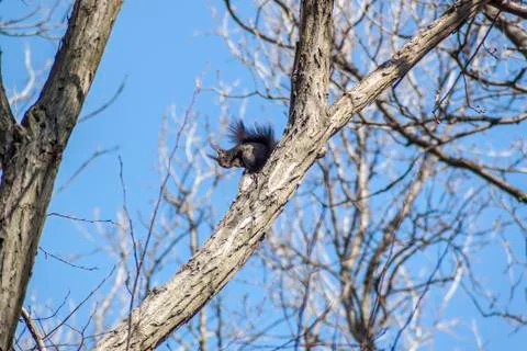 Funny Squirrel Stock-Fotos