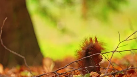 A funny squirrel is playing and running with a nut Stock Footage 278534785