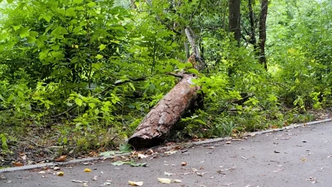 Funny squirrel preparing for winter. European squirrel runs over a fallen tree Vidéo 207544902