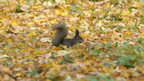 Funny squirrel preparing for winter, runs, jumps with acorn in mouth, buries Vidéo 107743386