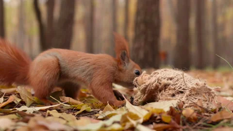 Funny squirrel pulls a walnut from a bag Stock Footage 151711005