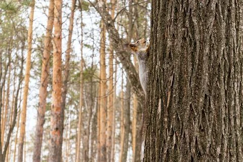 A funny squirrel runs up a tree deftly clinging to its paws. Stock Photos