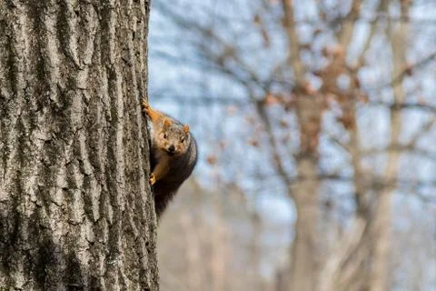 Funny squirrel on side of tree Stock Photos