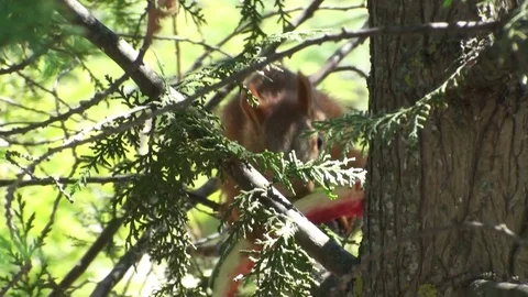 A funny squirrel sits on a tree and eats a watermelon crust. Stock Footage 77383032