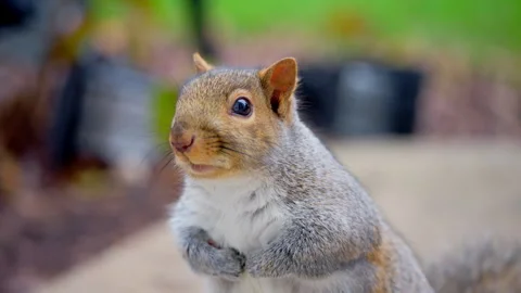 Funny squirrel standing with folding paws and looking at the camera Stock Footage 312026290