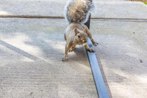 A funny squirrel is stealing peanuts. Stock Photos