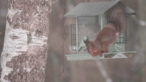 Funny Squirrel stealing seeds at bird feeder, Winter, Close Up Stock Footage 250088299