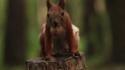 Funny squirrel take nuts on the tree stumps Stock-Footage 241510729