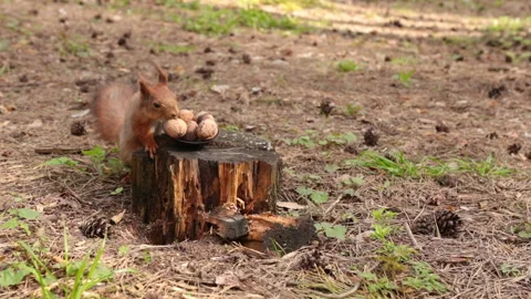 A funny squirrel takes a nut from a small plate. Stock Footage 154783541
