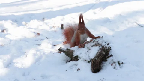 Funny squirrel in winter in the forest Video stock 147082027